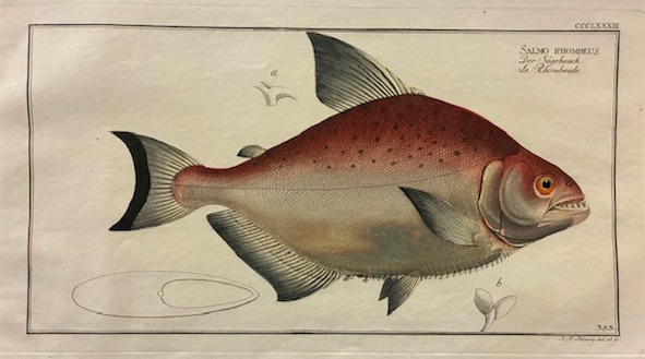 Bloch Marcus Elieser (1723-1799) Salmo rhombeus. Der Sagebauch. Le Rhomboide 1785 Berlino 